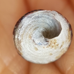 Jujubinus exasperatus