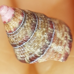 Jujubinus exasperatus