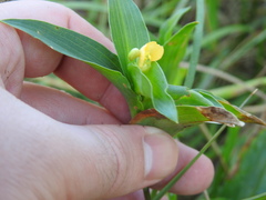 Commelina africana