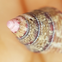 Jujubinus exasperatus