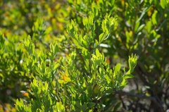 Osteospermum moniliferum