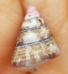 Jujubinus exasperatus