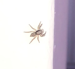 Menemerus bivittatus