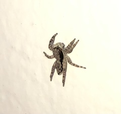 Menemerus bivittatus
