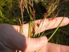 Cyperus leptocladus