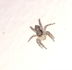 Menemerus bivittatus