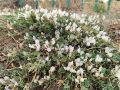 Astragalus scaberrimus