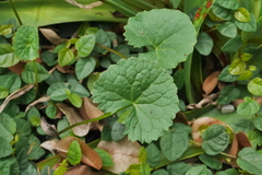 Centella asiatica