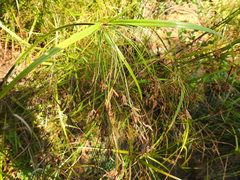 Cyperus leptocladus