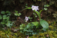 Viola grypoceras
