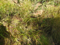 Cyperus leptocladus
