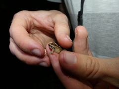 Eleutherodactylus atkinsi