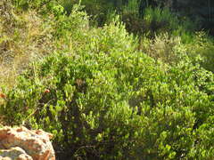 Ancylobothrys capensis