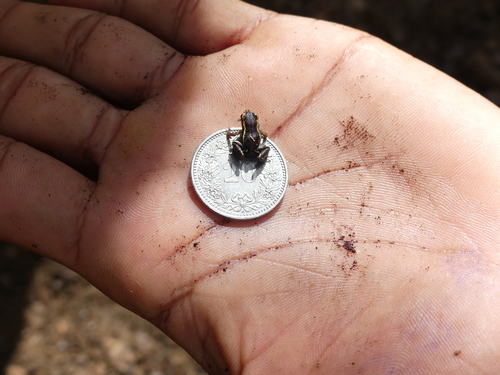 Monte Iberia Dwarf Frog, Eleutherodactylus iberia