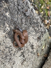 Haldea striatula