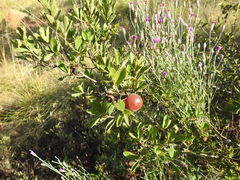 Diospyros lycioides guerkei