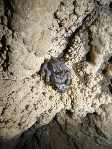 Eleutherodactylus zeus
