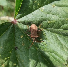 Coreus marginatus