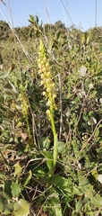 Orchis anthropophora image