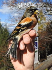 Brambling photo 6