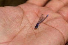 Enallagma semicirculare