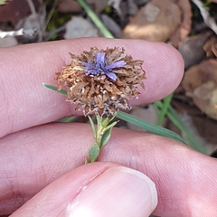 Globularia alypum