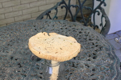 Amanita strobiliformis