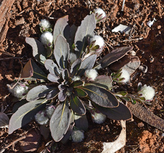 Ptilotus holosericeus