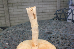 Amanita strobiliformis