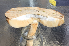 Amanita strobiliformis
