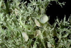 Ramalina denticulata