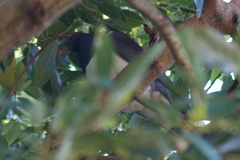 Hemiphaga novaeseelandiae