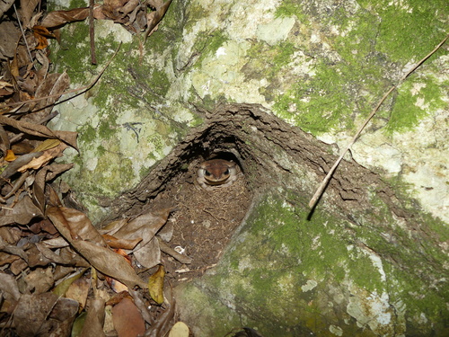 Western Giant Toad, Peltophryne fustiger