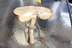 Amanita strobiliformis