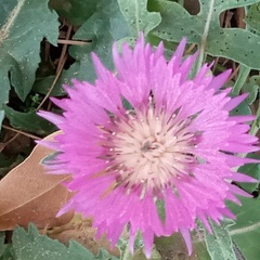 Centaurea pullata