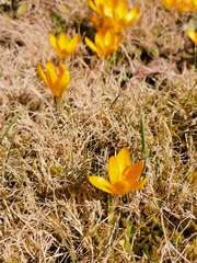 Crocus flavus