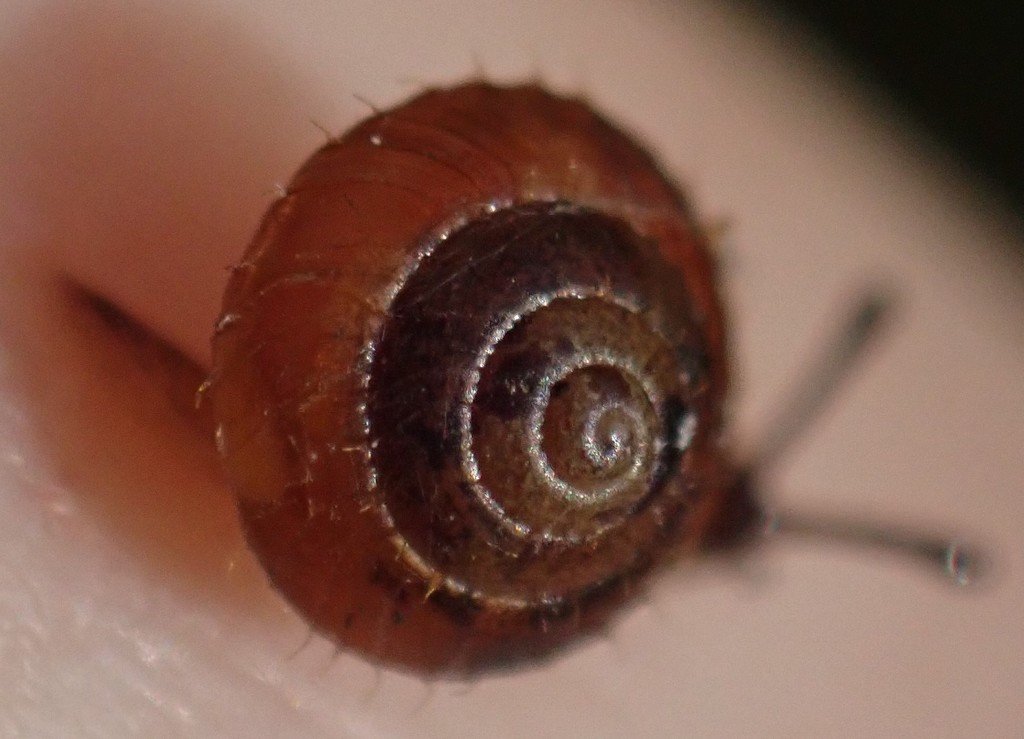 Magilaoma penolensis