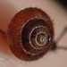 Magilaoma penolensis - Photo (c) corunastylis, algunos derechos reservados (CC BY-NC), uploaded by corunastylis