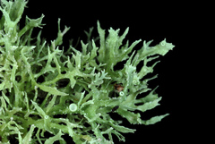 Ramalina denticulata