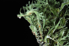 Ramalina denticulata