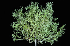 Ramalina denticulata