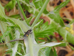 Capsodes sulcatus