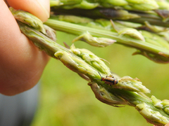 Crioceris paracenthesis