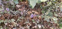 Globularia alypum