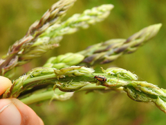 Crioceris paracenthesis