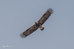 Aquila heliaca