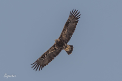 Aquila heliaca