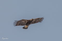 Aquila heliaca