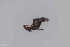Aquila heliaca