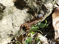 Heteroctenus junceus